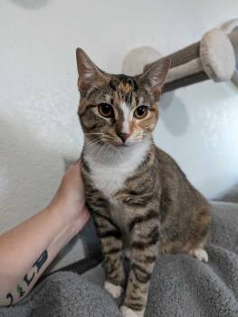 Rescue Domestic Short Hair Cats for Adoption in Cleburne, Texas - Moth | PetCurious