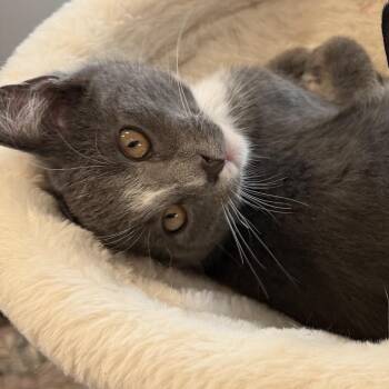 Buckbeak -  Domestic Short Hair Cat for Adoption in Springfield, Oregon - Buckbeak | PetCurious