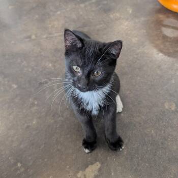 Dexter -  Domestic Short Hair Cat for Adoption in Tylertown, Mississippi - Dexter | PetCurious