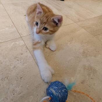 Domestic Short Hair Cats Available for Adoption in Buffalo, Minnesota - Jay Quellin | PetCurious