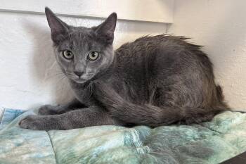 Guava -  Domestic Short Hair Cat for Adoption in Fountain Hills, Arizona - Guava | PetCurious