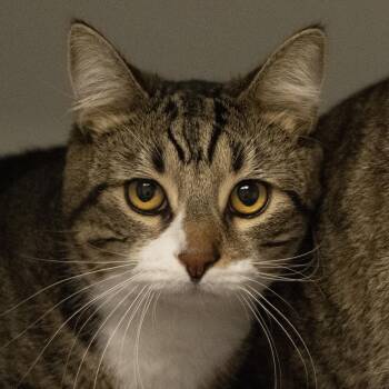 King -  Domestic Short Hair Cat for Adoption in Bellingham, Washington - King | PetCurious