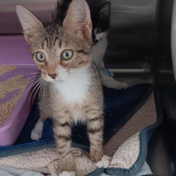 Thomas -  Domestic Short Hair Cat for Adoption in Jupiter, Florida - Thomas | PetCurious