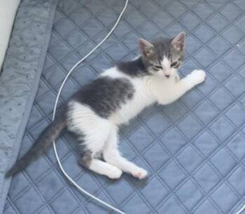 Penne -  Domestic Short Hair Cat for Adoption in Lincoln, California - Penne | PetCurious