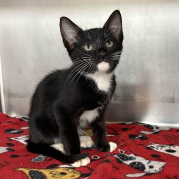 Rescue Domestic Short Hair Cats for Adoption in Beaumont, Texas - Lo'ak | PetCurious