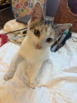 Domestic Short Hair Cats Available for Adoption - Patches | PetCurious