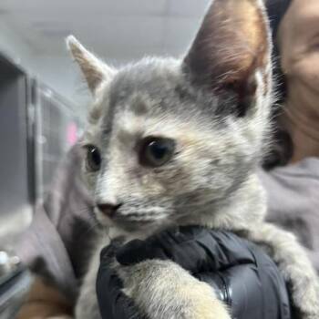 Magnolia -  Domestic Short Hair Cat for Adoption in Marble, North Carolina - Magnolia | PetCurious