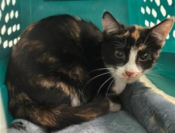 Rescue Domestic Short Hair Cats for Adoption in Pasadena, Texas - ALECTA | PetCurious