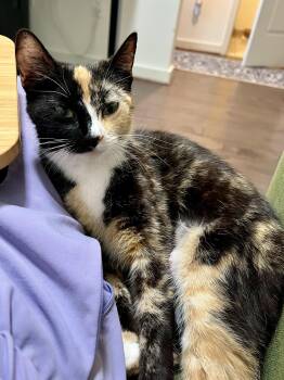 Domestic Short Hair Cats Available for Adoption in Fredericksburg, Virginia - Calliope (Callie) | PetCurious