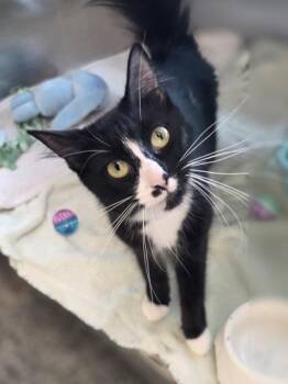Cady -  Domestic Medium Hair and Domestic Short Hair Cat for Adoption in Westland, Michigan - Cady | PetCurious