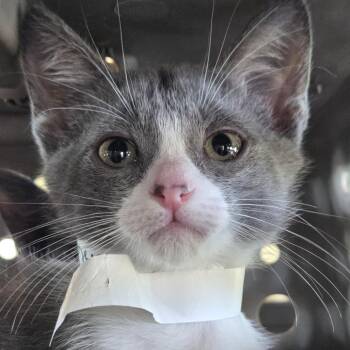 Biscuit -  Domestic Short Hair Cat for Adoption in Leander, Texas - Biscuit | PetCurious