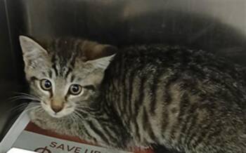 Domestic Short Hair Cats Available for Adoption in Jacksonville, Florida - TABITHA | PetCurious
