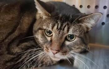 Timothy Jimothy -  Domestic Short Hair Cat for Adoption in Kansas City, Missouri - Timothy Jimothy | PetCurious