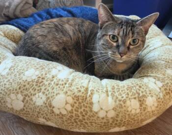 Domestic Short Hair Cats Available for Adoption in Cloquet, Minnesota - Xena | PetCurious