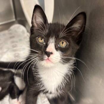 Michelangelo -  Domestic Short Hair Cat for Adoption in West Palm Beach, Florida - Michelangelo | PetCurious