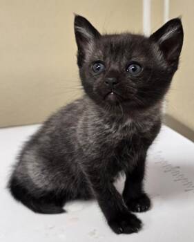 Batman -  Domestic Short Hair Cat for Adoption in Vancouver, Washington - Batman | PetCurious