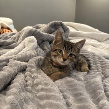 Domestic Short Hair Cats Available for Adoption in Warrington, Pennsylvania - Scheffler | PetCurious