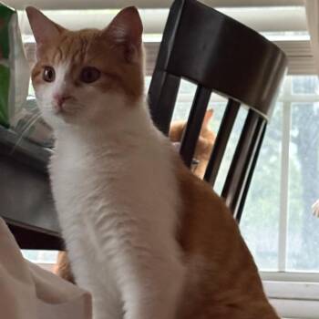 Marmalade -  Domestic Short Hair Cat for Adoption in Indianapolis, Indiana - Marmalade | PetCurious