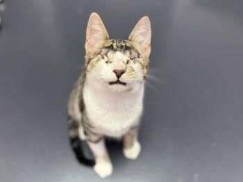 Domestic Short Hair Cats Available for Adoption - Oxford | PetCurious