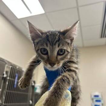 MIUMIU -  Domestic Short Hair Cat for Adoption in Las Vegas, Nevada - MIUMIU | PetCurious