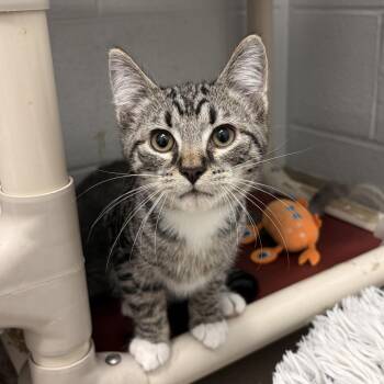Pierogi -  Domestic Short Hair Cat for Adoption in Marshall, Virginia - Pierogi | PetCurious