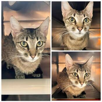 Patsy -  Domestic Short Hair Cat for Adoption in New York, New York - Patsy | PetCurious