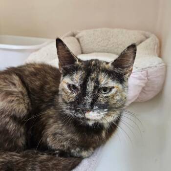 Loo -  Domestic Short Hair Cat for Adoption in Ridgely, Maryland - Loo | PetCurious