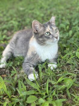 Jemme- Courtesy Listing -  Calico Cat for Adoption in Concord, North Carolina - Jemme- Courtesy Listing | PetCurious