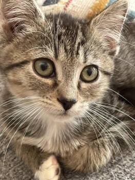 Rescue Domestic Short Hair Cats for Adoption in Concord, North Carolina - Tatum | PetCurious