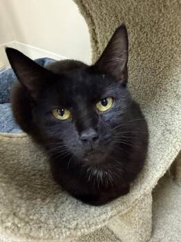 Jasmine -  Domestic Short Hair Cat for Adoption in Medina, Ohio - Jasmine | PetCurious