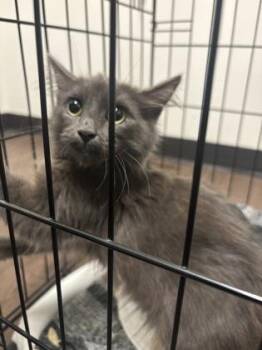 Adorable Brilliance -  Domestic Medium Hair and Domestic Short Hair Cat for Adoption in Atlanta, Georgia - Adorable Brilliance | PetCurious