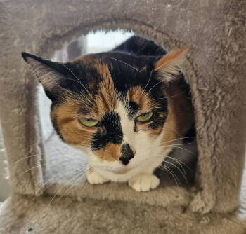 Rescue Domestic Short Hair Cats for Adoption in Greenfield, Indiana - Sylvie | PetCurious