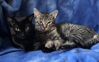 Rescue Domestic Short Hair Cats for Adoption in Wauwatosa, Wisconsin - Agnes & Turner | PetCurious