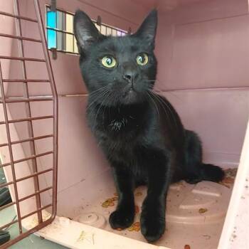 SALMON -  Domestic Short Hair Cat for Adoption - SALMON | PetCurious