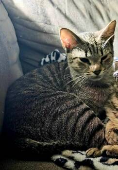 Rescue Tabby Cats for Adoption in Chattanooga, Tennessee - Gypsy | PetCurious