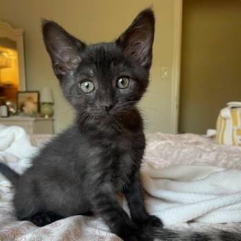 Domestic Short Hair Cats Available for Adoption in Muncie, Indiana - Starter | PetCurious