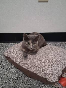 Jenny -  Domestic Short Hair Cat for Adoption in Bryan, Ohio - Jenny | PetCurious
