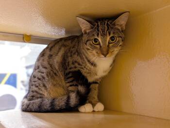 Rescue Domestic Short Hair Cats for Adoption in Jackson, Mississippi - Spring | PetCurious