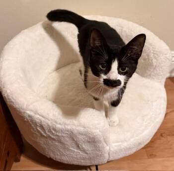 Mustachio with Pistachio -  Domestic Short Hair Cat for Adoption in Camarillo, California - Mustachio With Pistachio | PetCurious