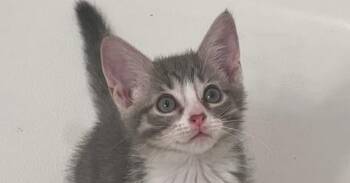 Kirara -  Tabby and Domestic Short Hair Cat for Adoption in Richardson, Texas - Kirara | PetCurious