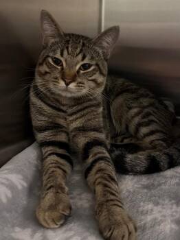Nemo -  Domestic Short Hair Cat for Adoption in Ocala, Florida - Nemo | PetCurious