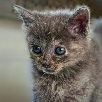 Rarity -  Domestic Short Hair Cat for Adoption in Chapel Hill, North Carolina - Rarity | PetCurious
