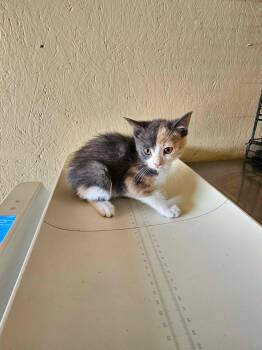 Daisy -  Domestic Short Hair Cat for Adoption in Shelbyville, Tennessee - Daisy | PetCurious
