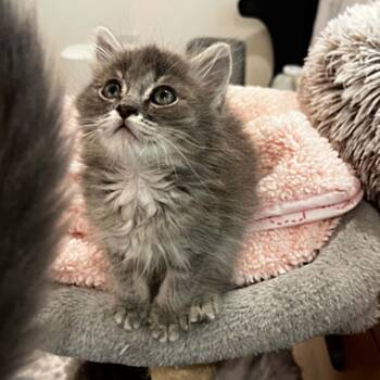 Trixie -  Tabby and Domestic Medium Hair Cat for Adoption in Antioch, California - Trixie | PetCurious