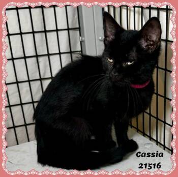 CASSIA -  Domestic Short Hair and Bombay Cat for Adoption in Marietta, Georgia - CASSIA | PetCurious
