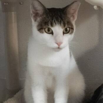 Bud -  Domestic Short Hair Cat for Adoption in Sarasota, Florida - Bud | PetCurious