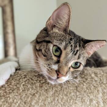 Rescue Domestic Short Hair Cats for Adoption in Tulsa, Oklahoma - Lizzy | PetCurious