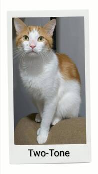 Two-Tone -  Domestic Short Hair Cat for Adoption in Caistor Centre, Ontario - Two-Tone | PetCurious