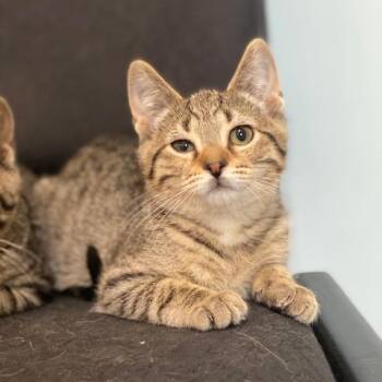 Schmidt -  Domestic Short Hair Cat for Adoption in Wadena, Minnesota - Schmidt | PetCurious