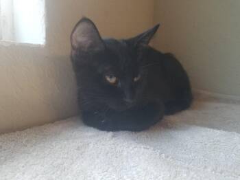 Tabitha -  Domestic Short Hair Cat for Adoption in Darien, Georgia - Tabitha | PetCurious